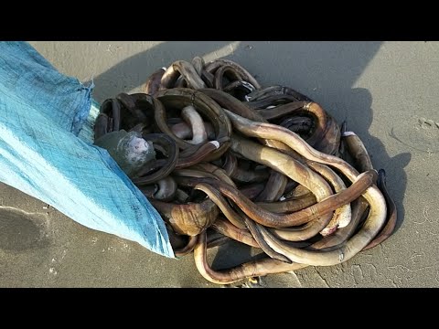 P2- Matinding Hilahan ng Malabanos Masaganang Huli.  Kitang Fishing (Catch & Cook) EP-137