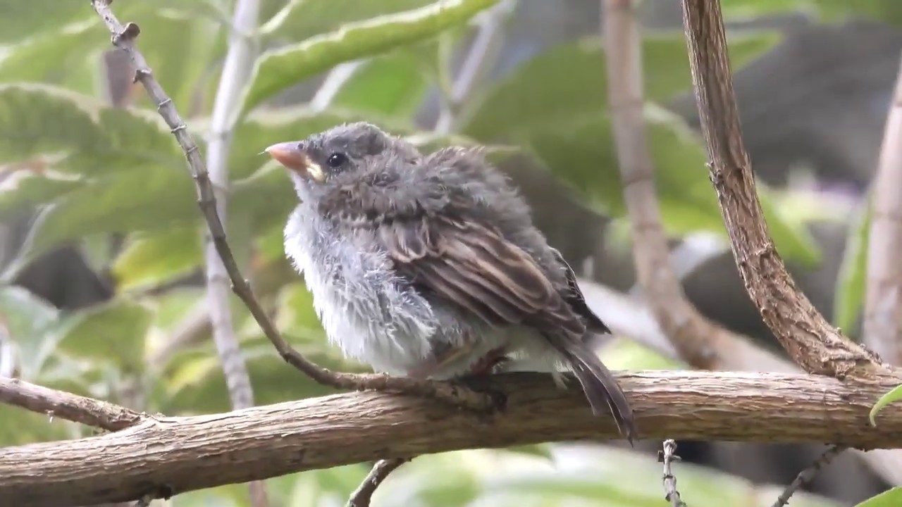 Fledgling House Sparrow