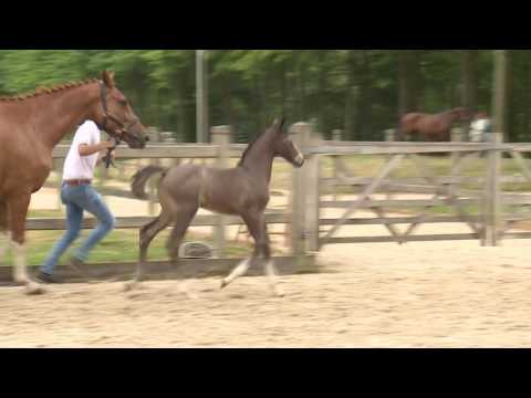 14  Ramses van de Maltahoeve