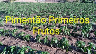 Plantio de Pimento Primeiros Frutos