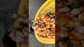 Download lagu GUYS, LET'S RELEASE GOLDFISH INTO THE SEWER 🥳😱😱😱 #fishfinding #seefish #lotsoffish #fish #fish mp3