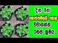 දින 8න් කොත්තමල්ලි කොල ගෙදරදීම වවාගන්�