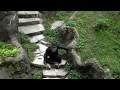 Kaarten met apen, Deze chimpansee genoot van de aandacht die hij..