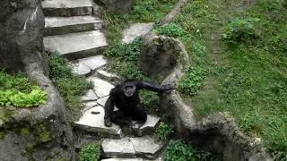 This chimp loved the attention he was getting from the people on the observation deck at John Ball apes