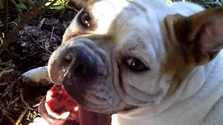 preview picture of video 'Reagan... Olde English Bulldog Review'