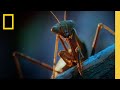 Night Time In The City From A Bugs POV A Real Bug S Life National Geographic
