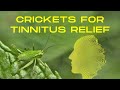 Are Cricket Sounds The New Solution For Tinnitus?