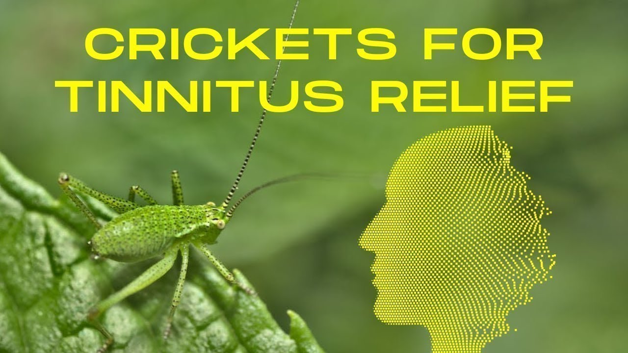 Are Cricket Sounds The New Solution For Tinnitus?