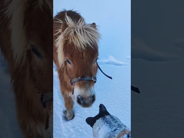 poney shetland m&acirc;le castr&eacute; 