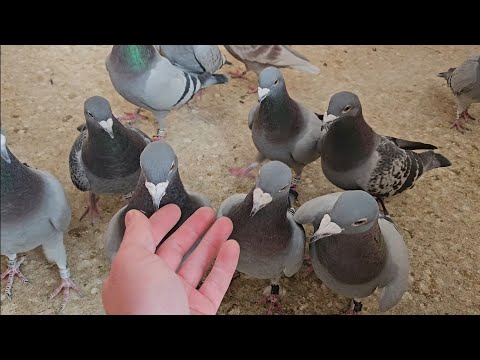 SUPPLEMENTATION AND PREPARATION OF PIGEONS FOR THE BREEDING SEASON ✅️ Racing Pigeons 2026