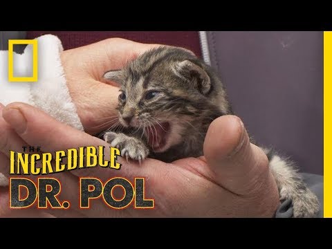 Kitten With a Cold | The Incredible Dr. Pol - YouTube