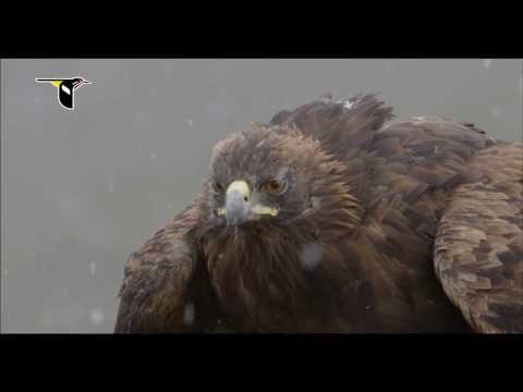 Golden Eagle Flying Through Snow