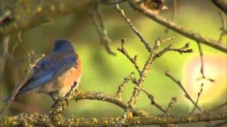 Little David, Play on Your Harp (Organ Solo) - Mormon Tabernacle Choir