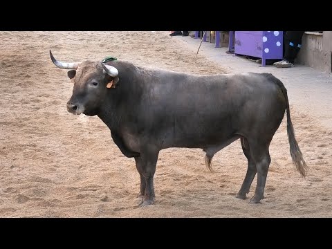 Pozaldez 2024 Toro de San Boal