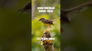 Download lagu suara burung ciblek betina memanggil jantan. cocok untuk pikat #suaraburung #burungciblek #ciblek mp3