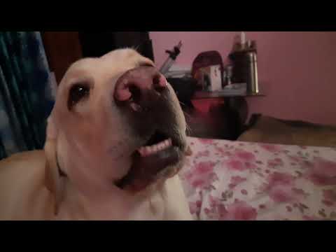 Crying Dog#Piyali's Daily Vlog And Beauty#Shorts