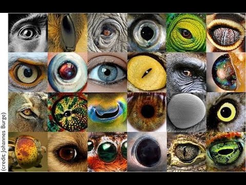 A Language for Psychedelic Experiences: Algorithmic Reductions, Field Operators, and Dimensionality