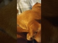 The History Of The Chiweenie