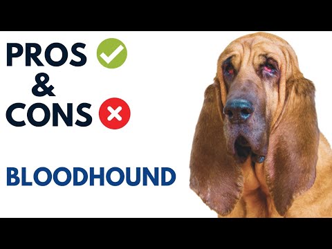 Bloodhound Dog Breed Pros and Cons | Bloodhound Dog Advantages and Disadvantages  #AnimalPlatoon