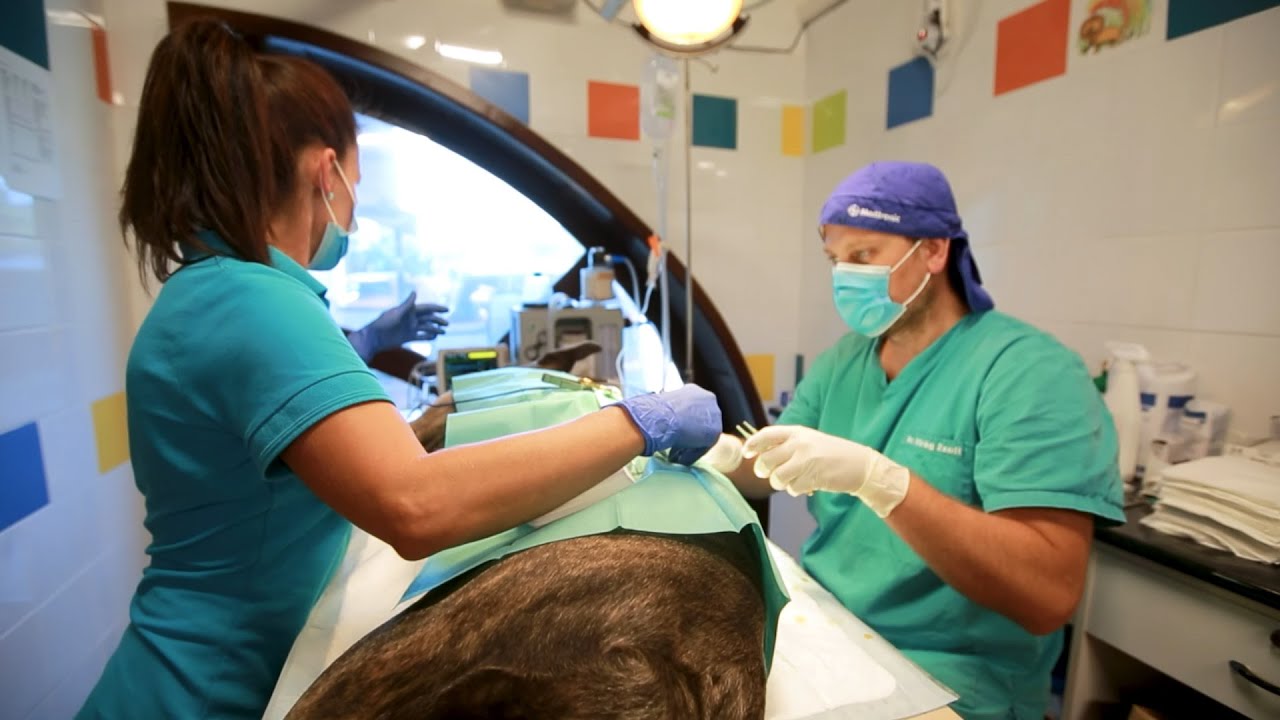 Veterinary Clinic Promo Thumbnail