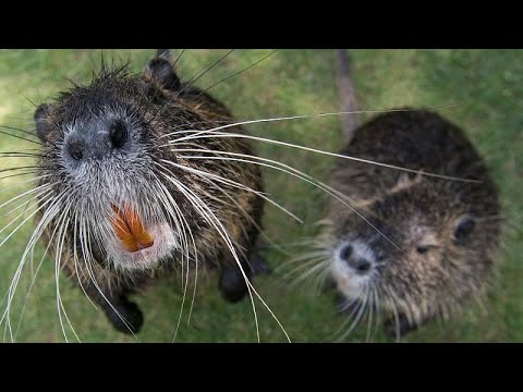 Der Rattenkönig von Estland