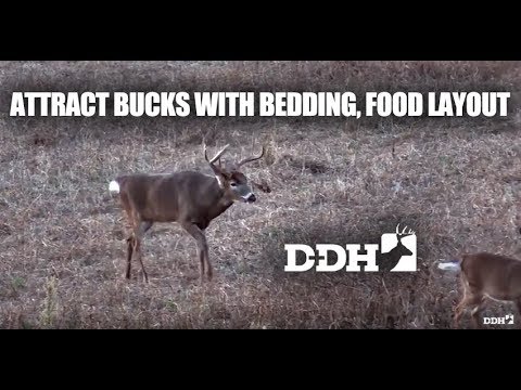 Attract More Bucks With Deer Bedding, Food Layout | Steve Bartylla @deerhuntingmag