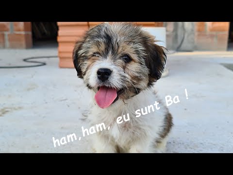 Man build a house # 12 / El e micuțul Bă' /Zidărie etaj / Buiandrugi etaj / haules baules ep 40