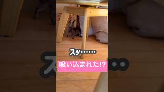 【子猫】ぴょんぴょん探検中のテト、まさかの隙間に吸い込まれる🐈#ペットのいる暮らし #癒しの可愛い動物 #かわいい