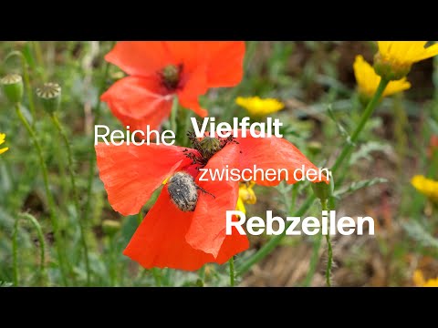 Reiche Vielfalt zwischen den Rebzeilen: Die Wirkung von Einsaaten und schonender Bodenbearbeitung