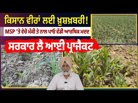 ਕਿਸਾਨ ਵੀਰਾਂ ਲਈ ਖ਼ੁਸ਼ਖ਼ਬਰੀ! MSP ’ਤੇ ਵੇਚੋ ਮੱਕੀ ਤੇ ਨਾਲ ਪਾਓ ਵੱਡੀ ਆਰਥਿਕ ਮਦਦ, ਸਰਕਾਰ ਲੈ ਆਈ ਪ੍ਰਾਜੈਕਟ