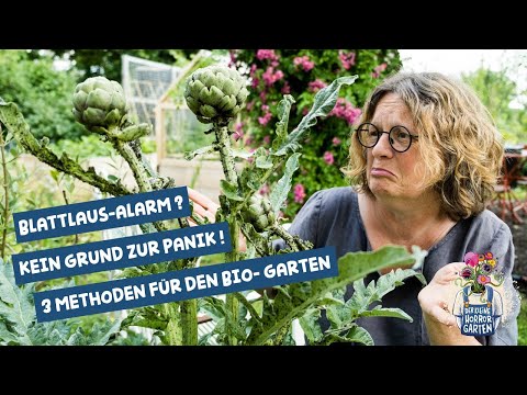 Blattlaus-Alarm! Kein Grund zur Panik - 3 Methoden für den Bio-Garten