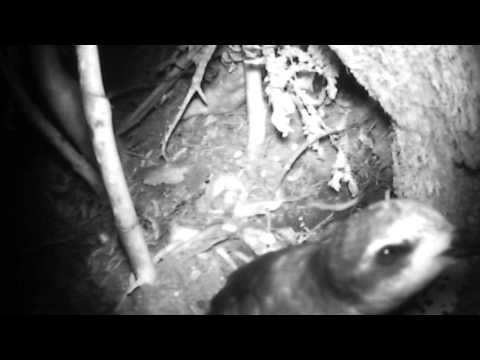 Cooks petrel nest buidling
