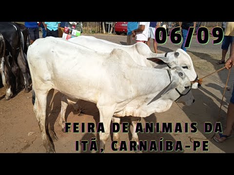 Feira de animais da Itã, Carnaíba-PE (06/09/26)