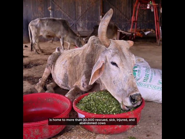 About Krishnayan Video Thumbnail