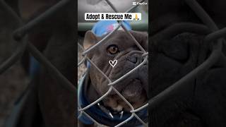 Adopt & Rescue a French Bulldog #frenchbulldog #adoptme #rescuedog