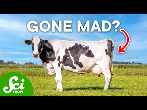What Actually Caused Mad Cow Disease