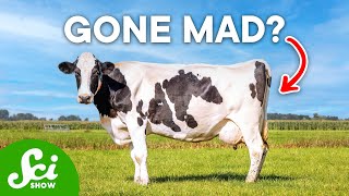 What Happened to Mad Cow Disease?