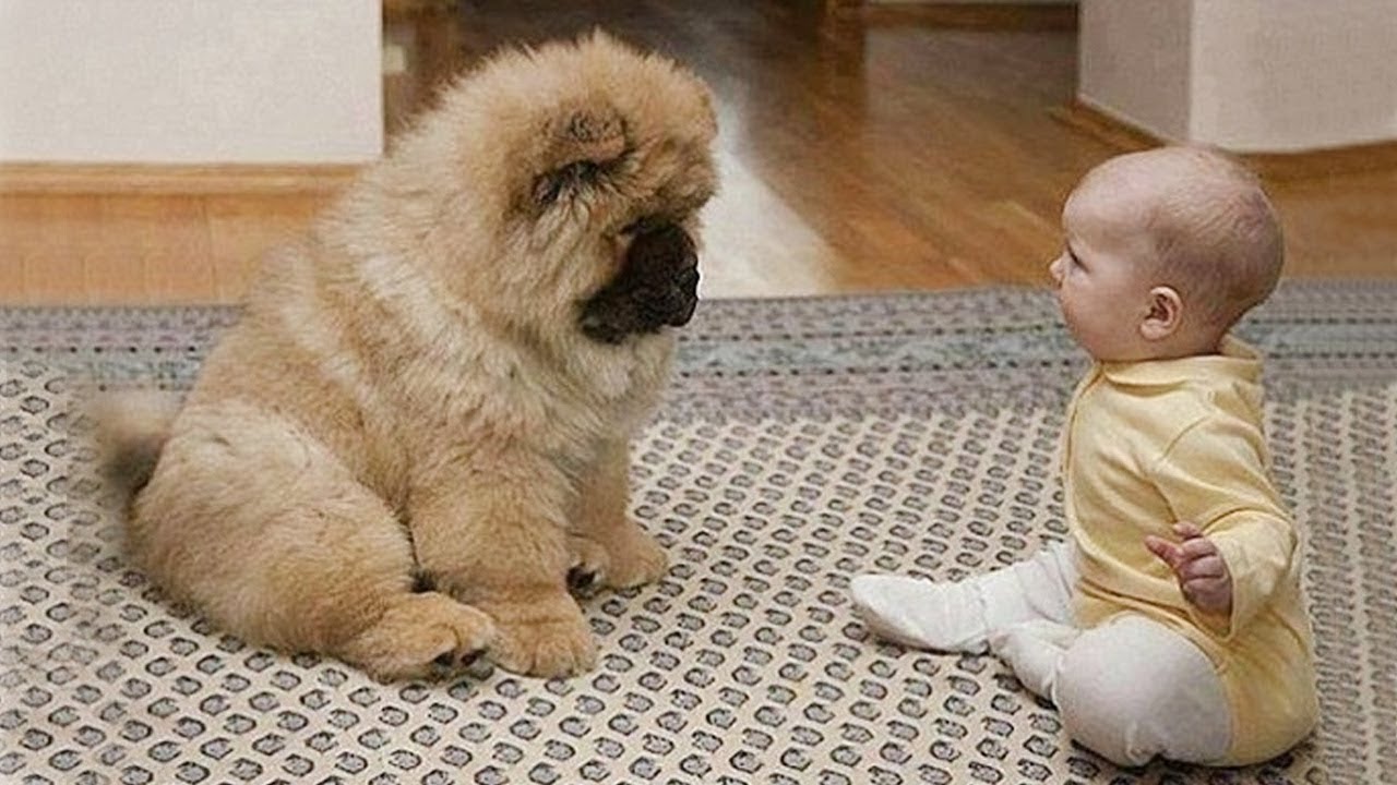 When Your Dog Becomes Your Whole World 🥰❤️ Cute Dog and Human Moments