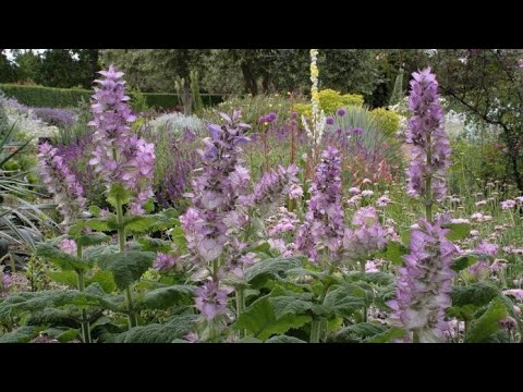 Muskatna ŽALFIJA - Izuzetne koristi ove biljke će vas iznenaditi!