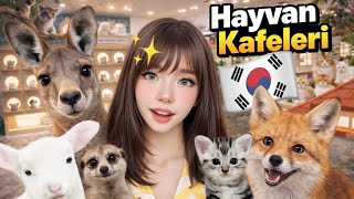 DÜNYANIN EN LÜKS KEDİ OTELİ (KORE HAYVAN KAFELERİ)