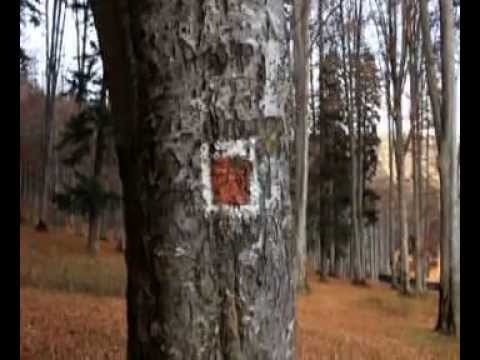 Defrișare Bușteni-Căminul Alpin