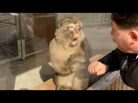 Des singes réagissent pour la première fois à la magie ! Les animaux les plus drôles et les animaux domestiques