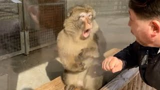 Des singes réagissent pour la première fois à la magie ! Les animaux les plus drôles et les animaux domestiques