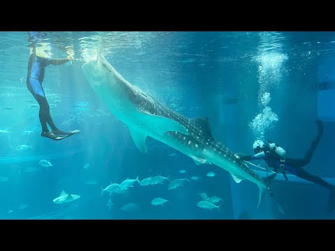 【海遊館】ジンベエザメの体長測定