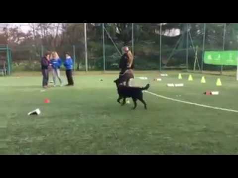 Max - Gara Rally Obedience Csen