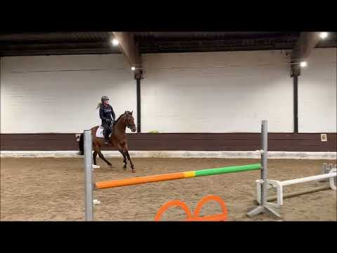 S-GEMELLO Z 4j. v. Satisfaction - Vigo d'Arsouilles VB 15.000,- Euro