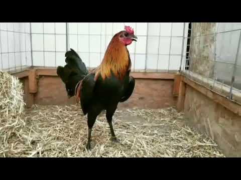 Black McRae Stag Gallos Finos - Roosters - Gamefowl Pens 10.17