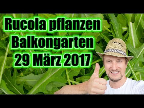 , title : 'Rucola pflanzen, anbauen ᑕ❶ᑐ Aussaat im Balkon Garten Hochbeet'