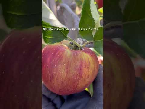 リンゴの木の根元に関連する植物はどれですか?  庭園