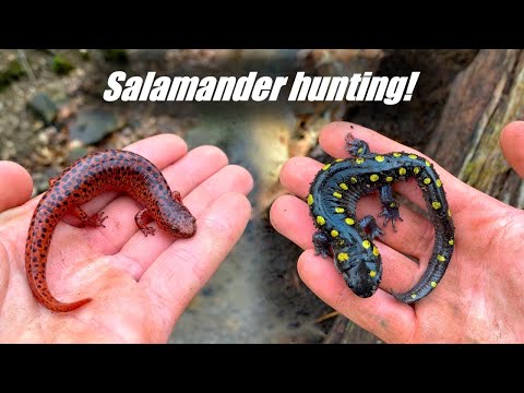 Early Spring Salamander Hunting! - Stunning Red Salamander, Jeffs, Spotted and More!